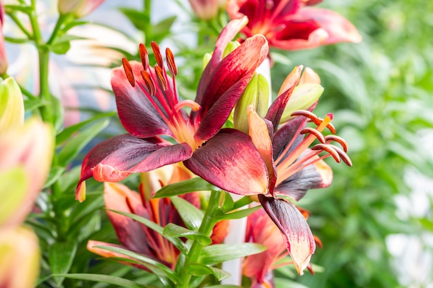 Rote Lilienblume, die im Garten blüht, auf grünem Blatt verwischte Hintergrund