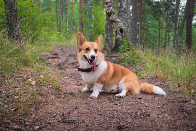 Rote lustige Hunderasse Welsh Corgi Pembroke mit hervorstehender Zunge sitzt im Sommerwald