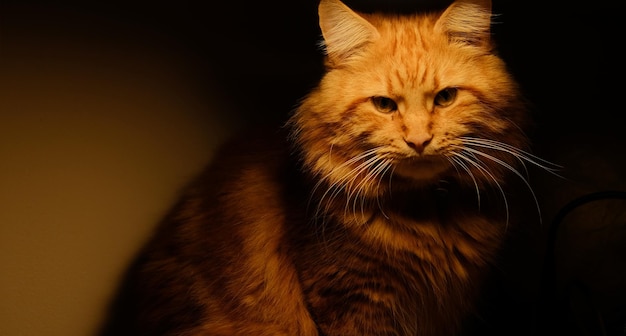 Rote Main-Coon-Katze hautnah unter einer Lampe