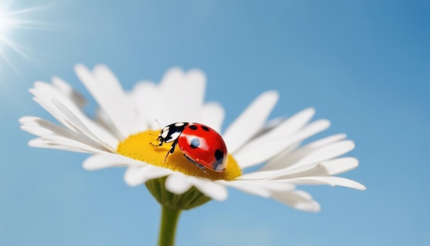 Foto rote marienkäfer auf einer kamillblume macro