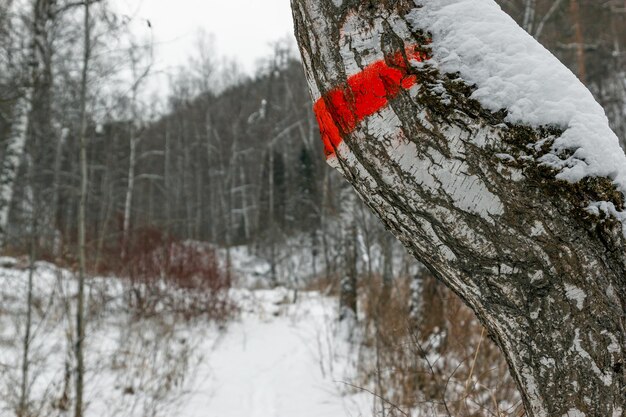 Rote Markierung an einem Baum auf einem markierten Wanderweg
