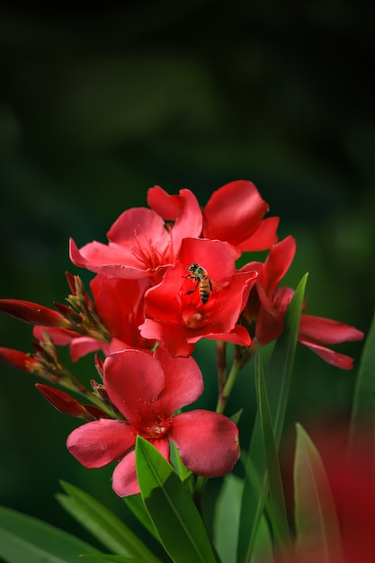 Rote Mohn-Sommerblumenblüte