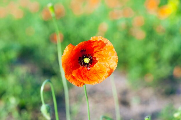 Rote Mohnblume auf dem Landwirtschaftsfeld mit unreifem grünem Weizen. Sommersaison wurde das Bild in Nahaufnahme aufgenommen. Geringe Schärfentiefe, Fokus auf Mohn