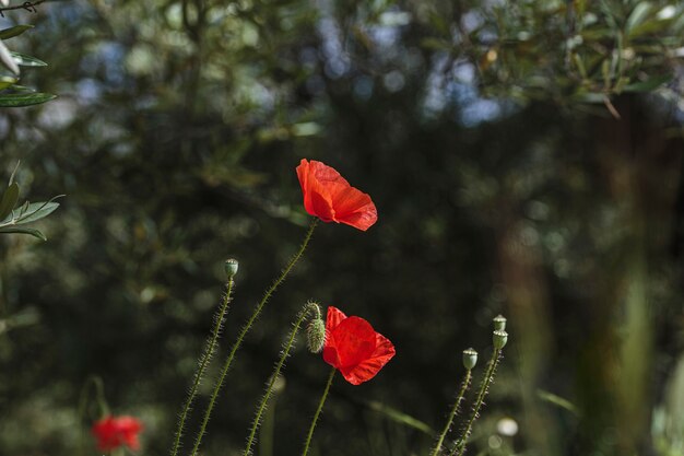 Rote Mohnblume auf der Wiese