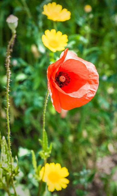 Rote Mohnblume auf grüner Wiese in der Bretagne