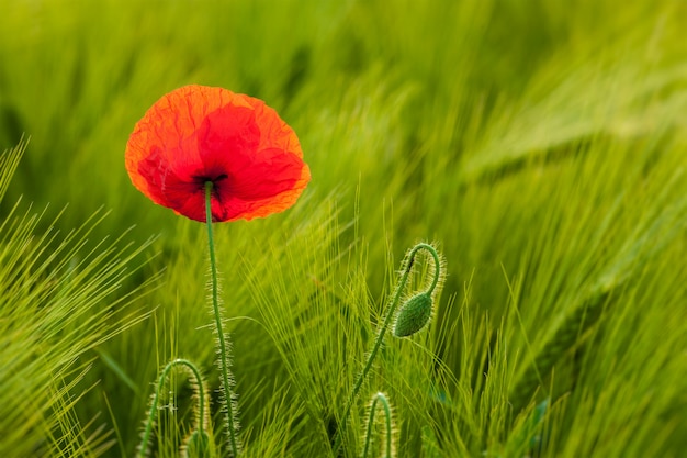 Rote Mohnblume im Feld