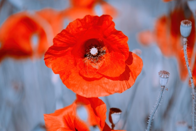 Rote Mohnblume in einem blühenden blauen Feld in der Naturnahaufnahme