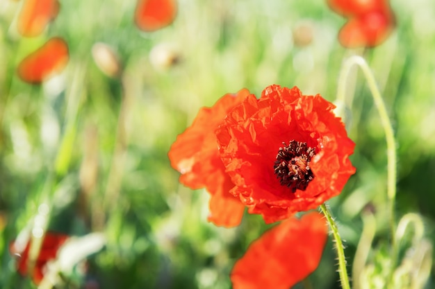 Rote Mohnblume ist auf einer grünen verschwommenen Blume. Blumenrand und Blumendekoration, Frühlingskonzept