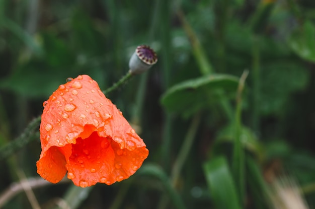 Rote Mohnblume mit Wassertropfen auf den Blütenblättern im Garten