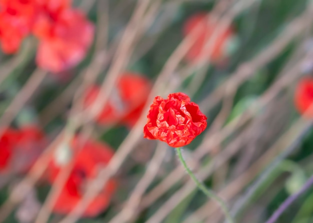 Rote Mohnblume