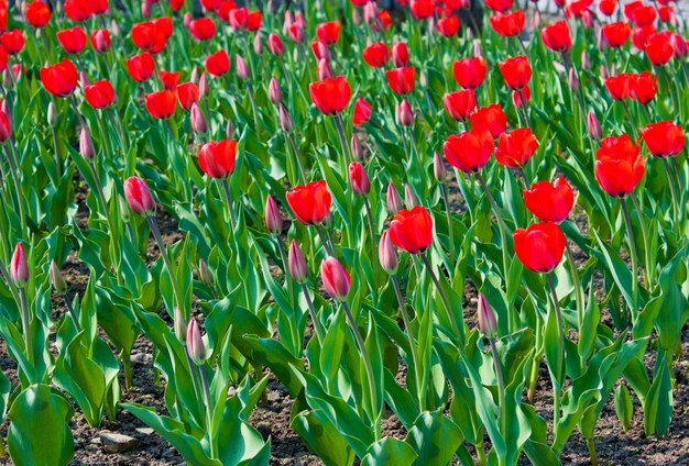 Foto rote mohnblumen auf dem feld