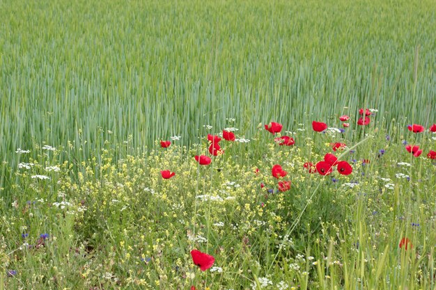 Rote Mohnblumen auf dem Weizengebiet