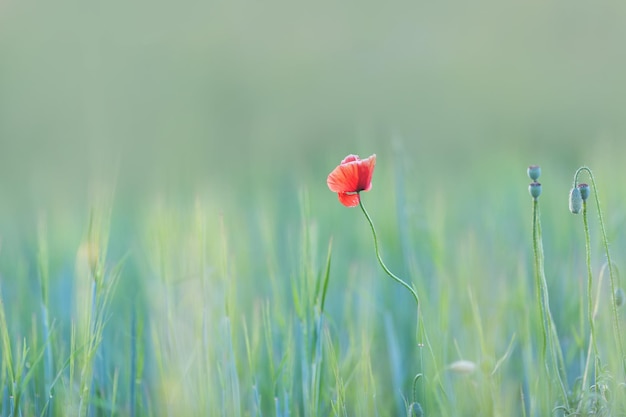 Rote Mohnblumen auf der grünen Wiese