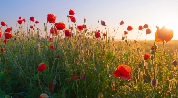 Rote Mohnblumen auf einem Feld