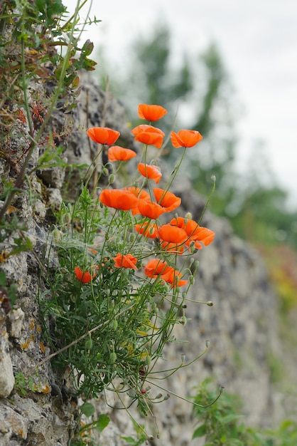 Rote Mohnblumen auf einer alten Steinmauer, Sommer, draußen, vertikal