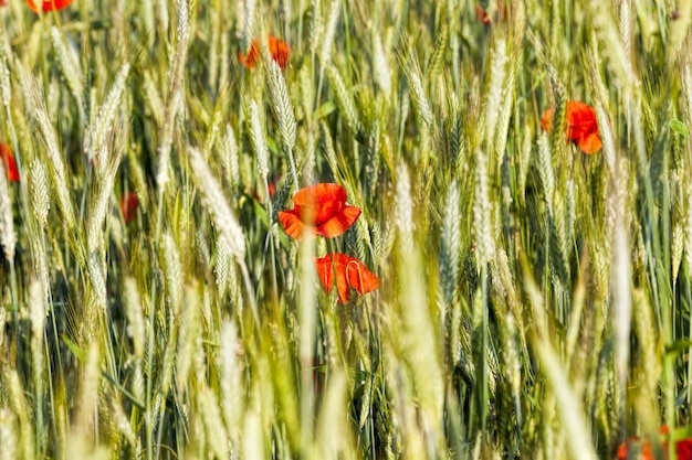 Rote Mohnblumen auf landwirtschaftlichen Flächen zusammen mit grünen unreifen Ernten von Weizen oder anderem Getreide blühen rote Mohnblumen, um Mohn zu produzieren