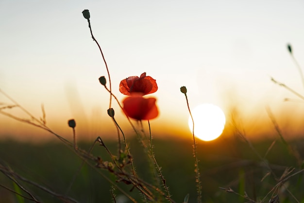 Rote Mohnblumen auf unscharfem weichem Sonnenunterganghintergrund