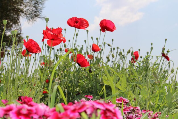 Foto rote mohnblumen blühen auf dem feld gegen den himmel