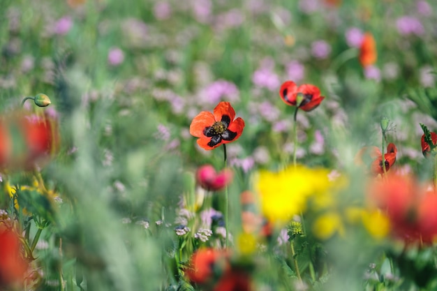 Rote Mohnblumen blühen auf dem Feld mit anderen wilden Blumen und Kräutern.