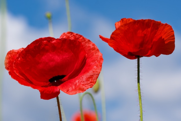 Rote Mohnblumen blühen wunderschön gegen den blauen Himmel an einem sonnigen Sommertag in Nahaufnahme