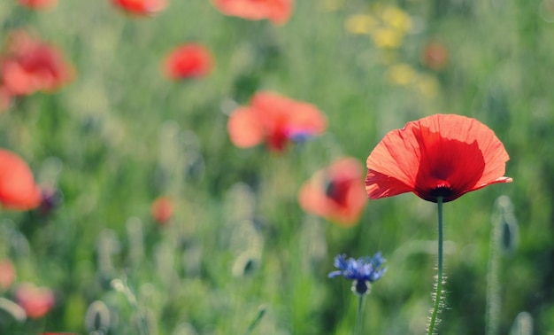 Rote Mohnblumen, die auf dem natürlichen Frühlingshintergrund der grünen Wiese blühen, können als Bild für Erinnerungs- und Versöhnungstag verwendet werden