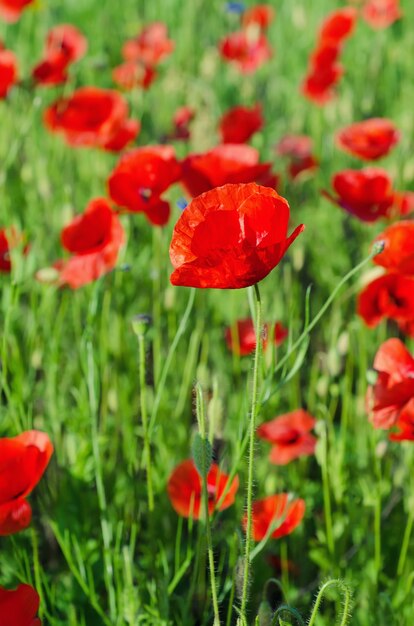 Rote Mohnblumen, die auf der grünen Wiese blühen, floraler natürlicher Frühlingshintergrund, können als Bild für den Gedenk- und Versöhnungstag verwendet werden