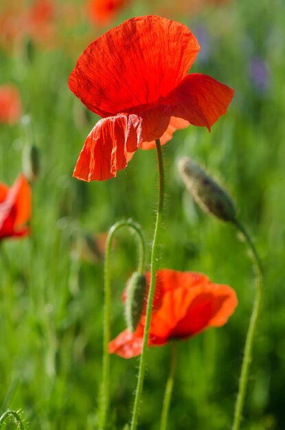 Rote Mohnblumen, die auf der grünen Wiese blühen, floraler natürlicher Frühlingshintergrund, können als Bild für den Gedenk- und Versöhnungstag verwendet werden