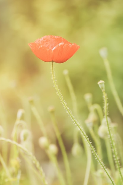 Rote Mohnblumen, die auf der grünen Wiese blühen, floraler, sonniger, natürlicher Frühling, Vintage-Hipster-Hintergrund, können als Bild für Gedenk- und Versöhnungstag verwendet werden