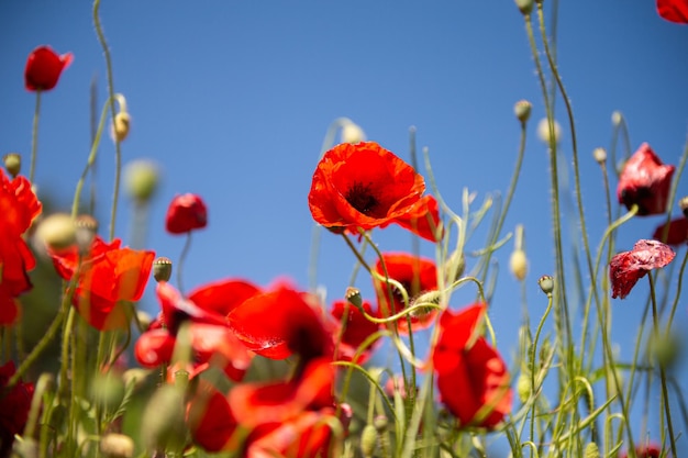 Rote Mohnblumen gegen den blauen Himmel