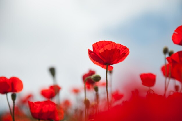 Rote Mohnblumen gegen den Himmel. Geringe Schärfentiefe