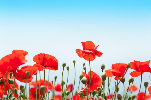 Rote Mohnblumen im Feld. Schöne Sommernatur