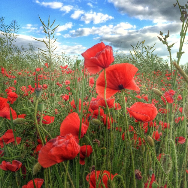 Rote Mohnblumen im Feld