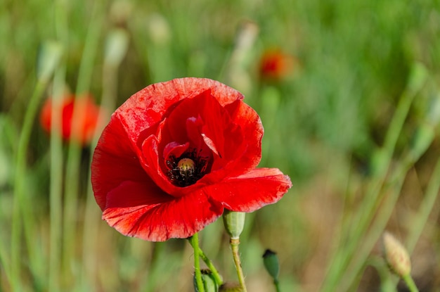 Rote Mohnblumen im Garten an einem Sommertag. Die Schönheit von Wildblumen.