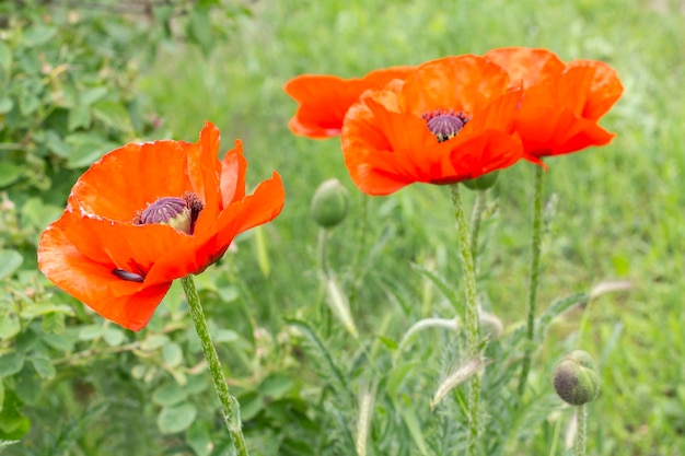 Rote Mohnblumen im Sommergarten