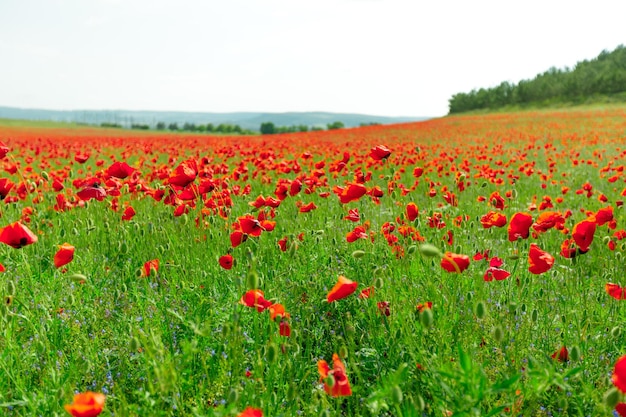 Rote Mohnblumen in einem Feldhintergrund