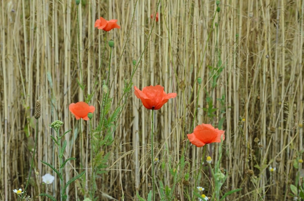 rote Mohnblumen in einem Weizenfeld