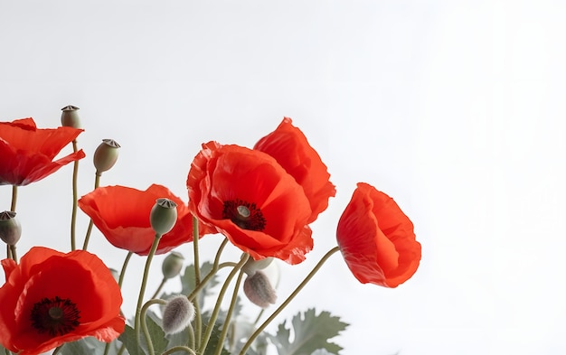 Rote Mohnblumen in einer Vase auf weißem Hintergrund