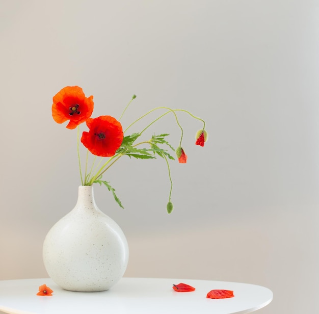 Rote Mohnblumen in Vase auf weißem Hintergrund