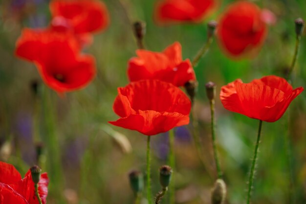 Rote Mohnblumen in voller Blüte wachsen auf dem Feld Unscharfer Hintergrund