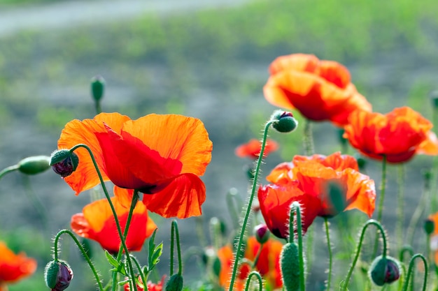 Rote Mohnblumen, Nahaufnahme von roten Mohnblumen, die auf dem Feld wachsen. Sommer-