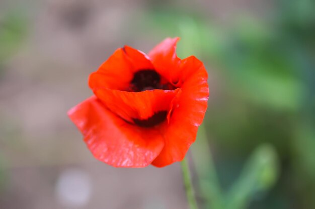 Rote Mohnblumen oder Papaver im Garten