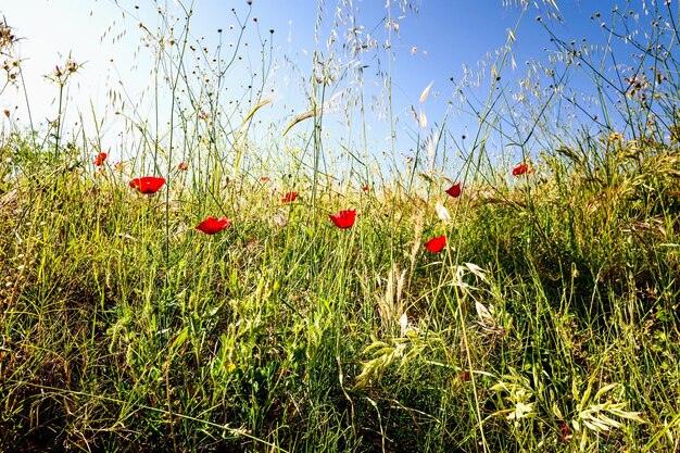 Foto rote mohnblumen und gras im sommerfeld der truthahn