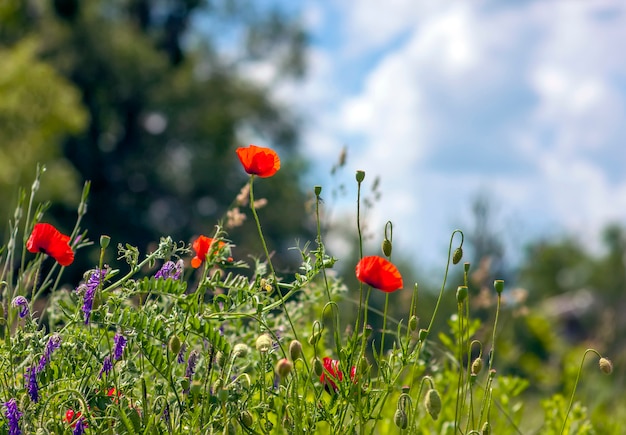 Rote Mohnblumen verwischten Hintergrundgrünes himmelgrünes Gras