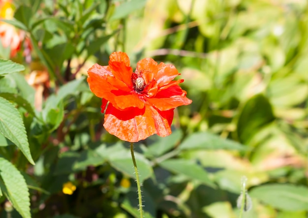 Rote Mohnblumen Wildblumen blühen im Sommerfeld