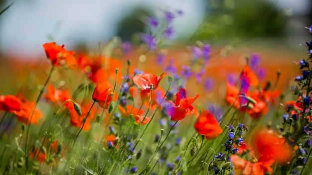 Rote Mohnblumen zwischen lila Blüten. Rote Mohnblumen auf einer Wiese an einem sonnigen Sommertag. Blumen Rote Mohnblumen blühen auf wildem Feld. Blumen auf einem Feld