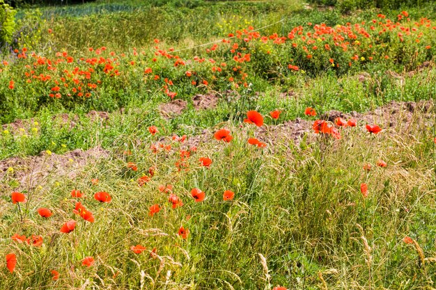 Rote Mohnblumen