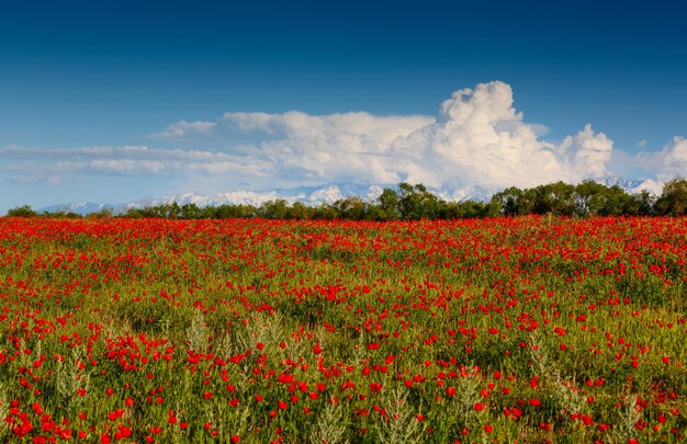 Rote mohnblumen