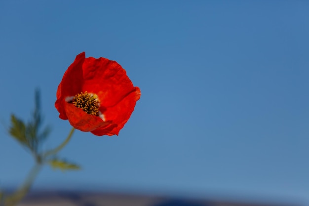 Rote Mohnblumen