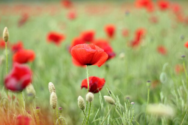 Rote Mohnblumen