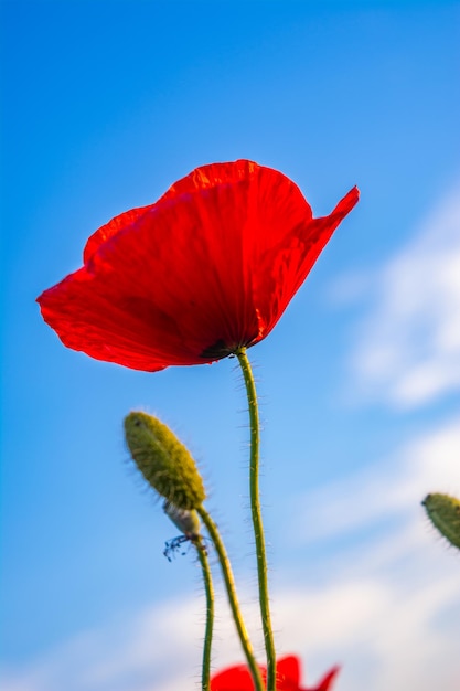 Rote Mohnblumenblumen und -köpfe im Sommerfeld schließen herauf Bild. Gereifte rote Mohnkapseln und Blumen schließen herauf Aufnahme. Blauer Himmel im Hintergrund.